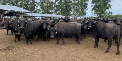Tras el impacto de sequía e incendios asesorarán en el manejo productivo de búfalos