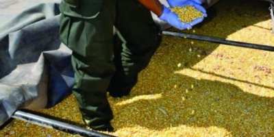 Demoraron a un camión en pleno traslado ilegal de 30 toneladas de maíz