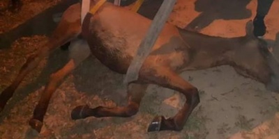 Bomberos rescataron a un caballo que cayó a un pozo