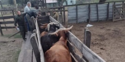 Corrientes: La Policía secuestró cinco novillos y una vaca que eran transportados en un tráiler