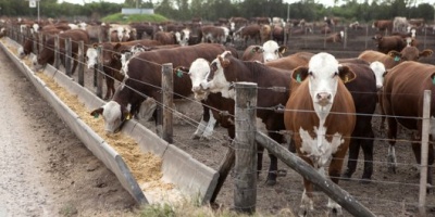 Corrientes concentra sólo el 0,4% del ganado bovino engordados a corral