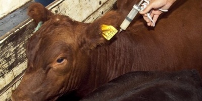 Más del 50% del ganado correntino ya fue vacunado contra la aftosa