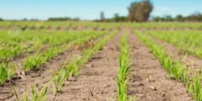 Productores de arroz manifiestan su preocupación por la sequía