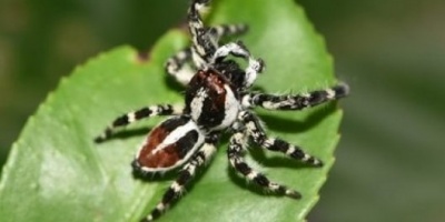 Investigadores hallaron 2 nuevas especies de arañas en Corrientes