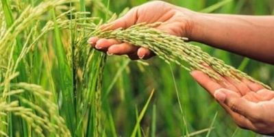 Corrientes se prepara para la cosecha de arroz más baja del siglo