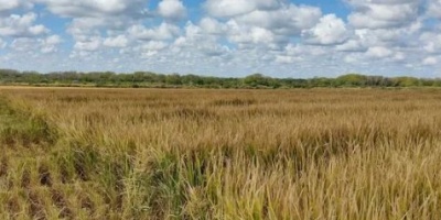 Sequía: estiman una pérdida de más del 50% de la producción de arroz