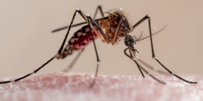 Dengue asintomático en personas súper propagadoras: ¿una combinación explosiva?
