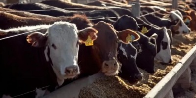 Destinarán $15.000 millones del "dólar soja" para asistir a la ganadería