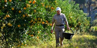 Productores citrícolas aseguran que se funden a causa de la sequía