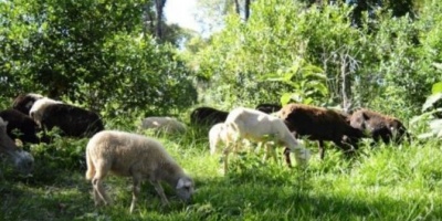 INYM propone diversificar con ganado caprino para erradicar los herbicidas de la yerba mate